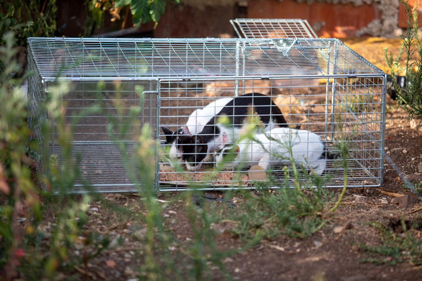 Armadilha de captura com dois gatos, no âmbito de um programa CED numa colónia