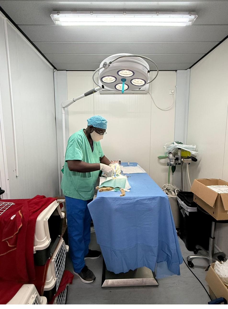Cirurgia num bloco operatório de campanha