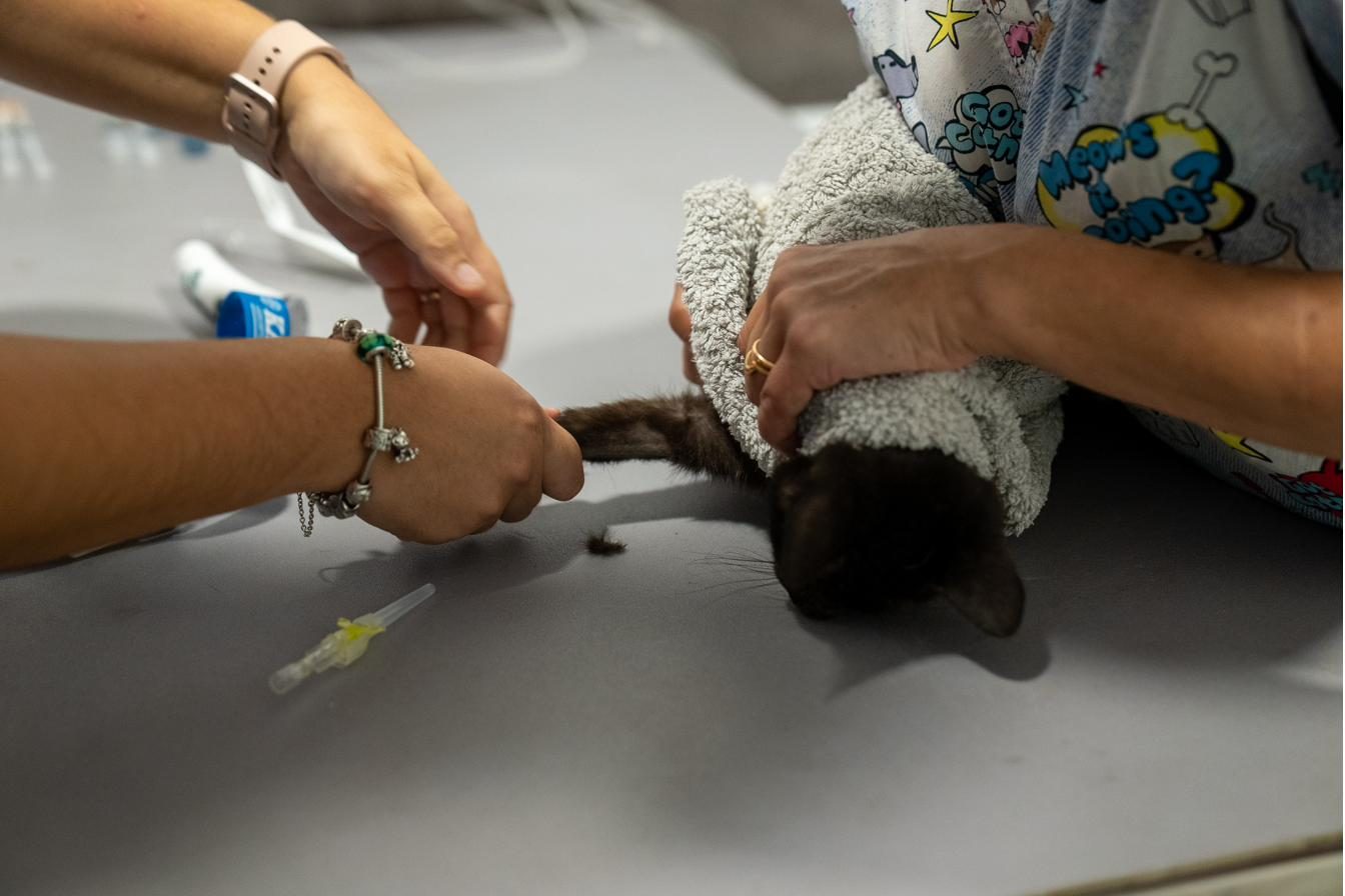 Mãos a cuidar de um gato durante a preparação de um procedimento clínico