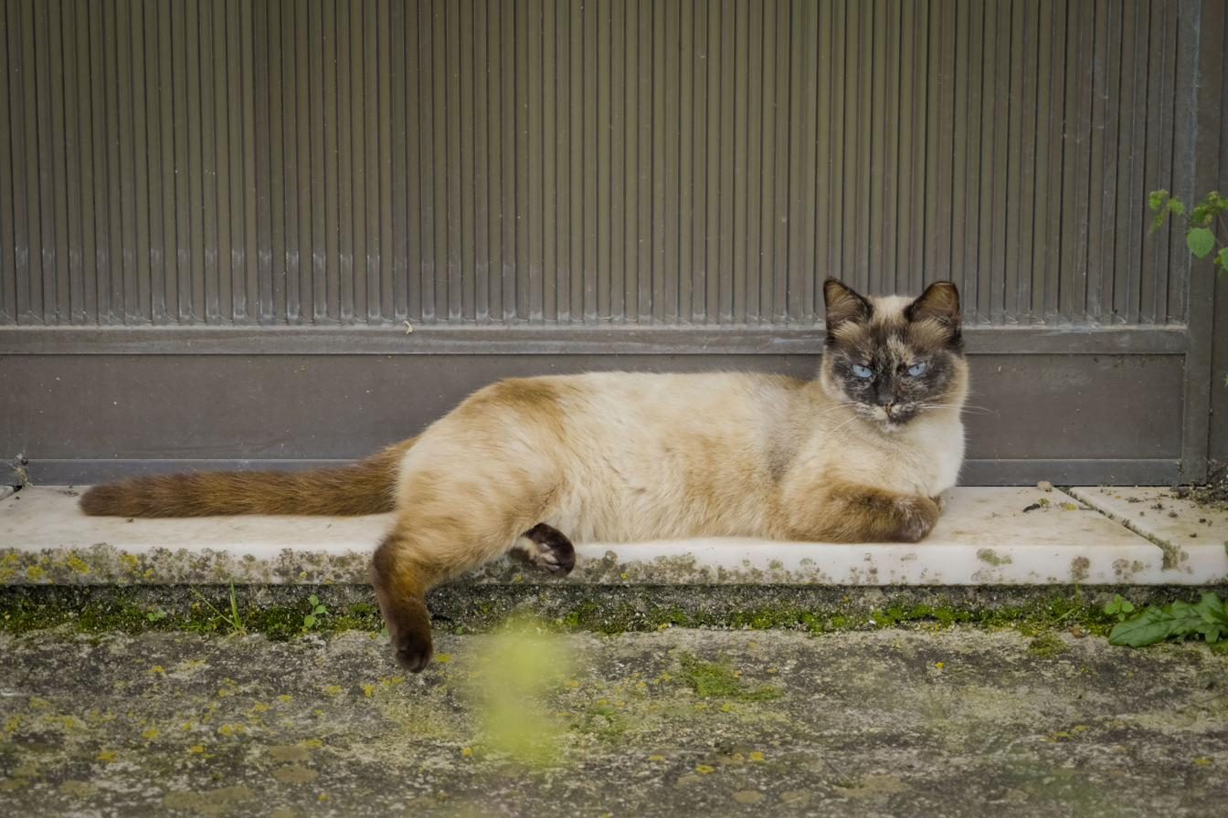 Gato saudável e tranquilo, resultado do cuidado e da capacitação das equipas no terreno