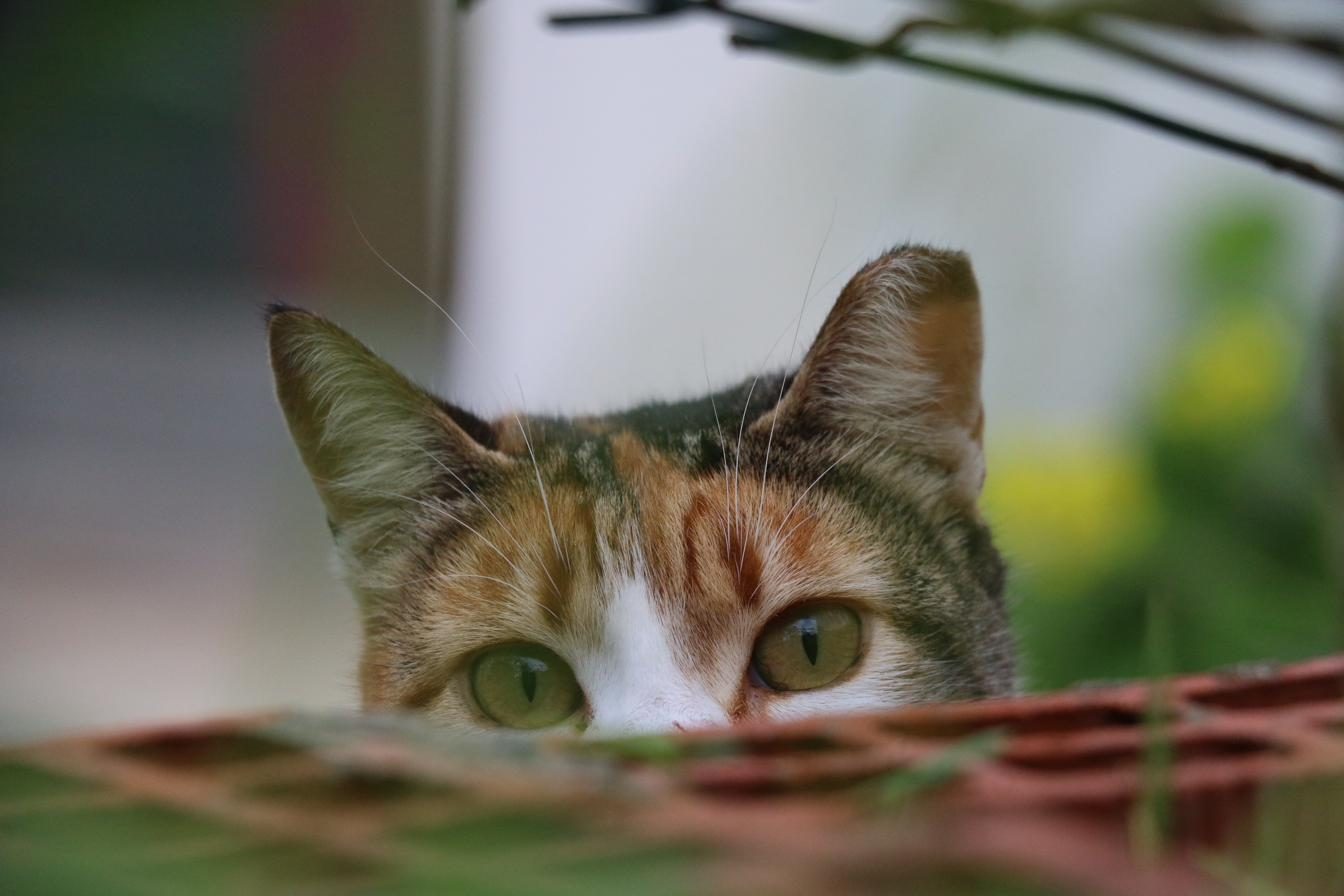 Gato a espreitar por entre a vegetação