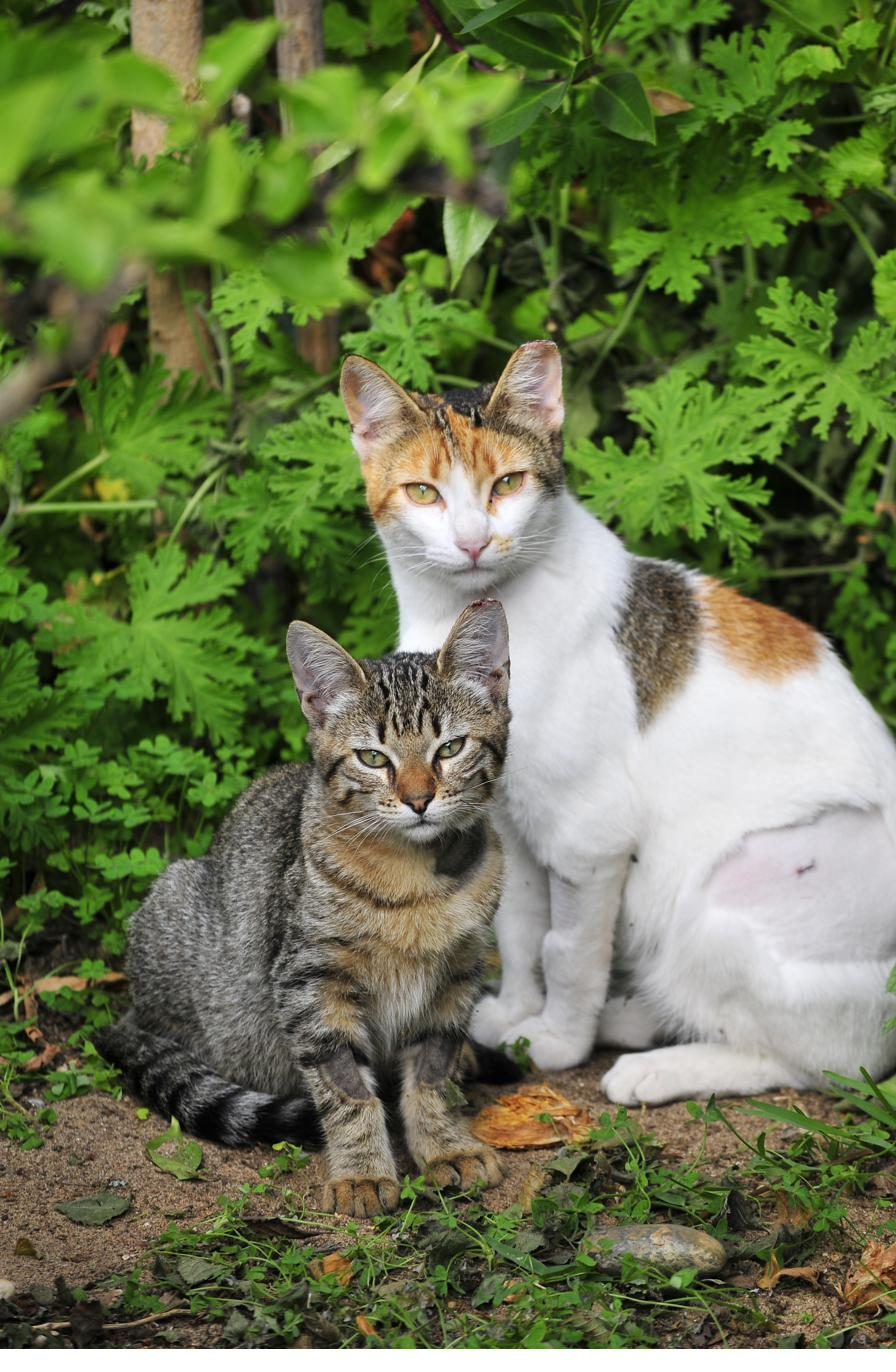 Dois gatos de uma colónia, num espaço verde